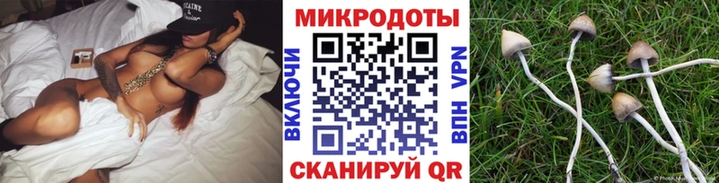как найти закладки  Курчалой  Галлюциногенные грибы прущие грибы 