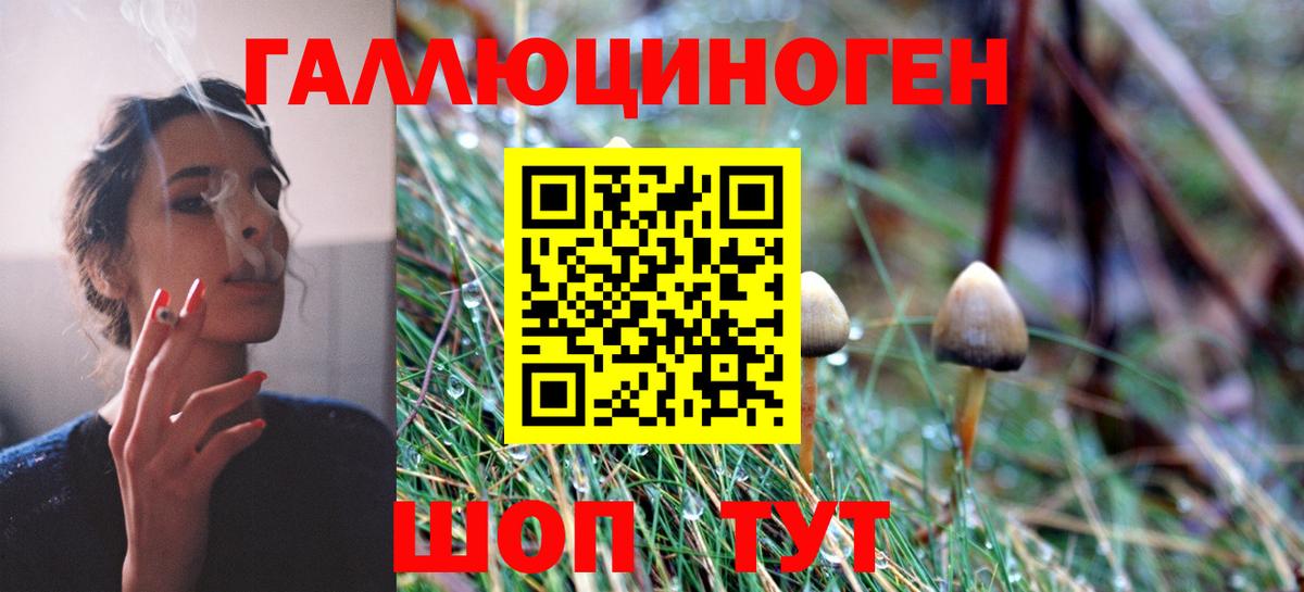 Псилоцибиновые грибы Psilocybine cubensis Курчалой
